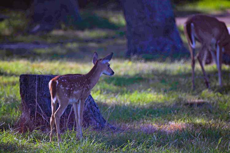 deer